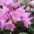 Rhododendron ponticum 'Graziella'.JPG
