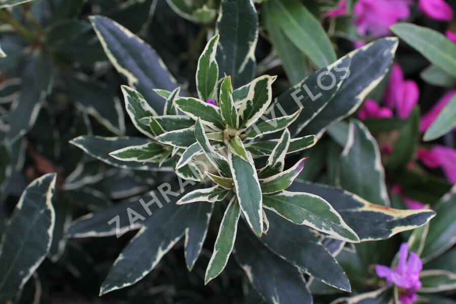 Pěnišník černomořský 'Variegatum' - Rhododendron ponticum 'Variegatum'