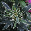 Pěnišník černomořský 'Variegatum' - Rhododendron ponticum 'Variegatum'