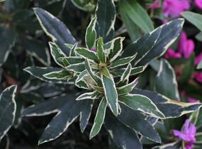 Pěnišník černomořský 'Variegatum' - Rhododendron ponticum 'Variegatum'