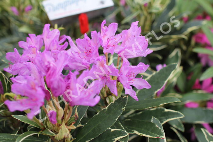Pěnišník černomořský 'Variegatum' - Rhododendron ponticum 'Variegatum'
