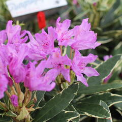 Pěnišník černomořský 'Variegatum' - Rhododendron ponticum 'Variegatum'