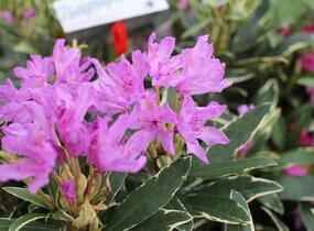 Pěnišník černomořský 'Variegatum' - Rhododendron ponticum 'Variegatum'