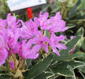 Pěnišník černomořský 'Variegatum' - Rhododendron ponticum 'Variegatum'