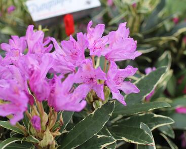 Pěnišník černomořský 'Variegatum'