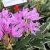 Rhododendron ponticum 'Variegatum'.JPG