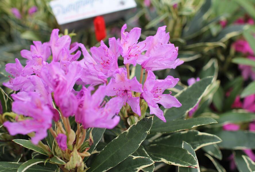 Pěnišník černomořský 'Variegatum' - Rhododendron ponticum 'Variegatum'