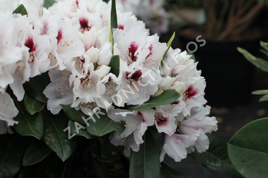 Pěnišník 'Hachmann's Picobello' - Rhododendron 'Hachmann's Picobello'