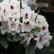 Pěnišník 'Hachmann's Picobello' - Rhododendron 'Hachmann's Picobello'
