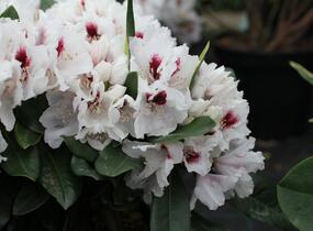Pěnišník 'Hachmann's Picobello' - Rhododendron 'Hachmann's Picobello'