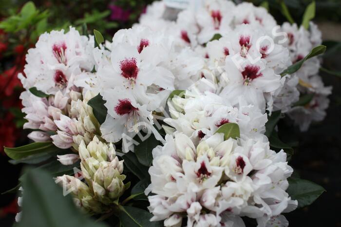 Pěnišník 'Hachmann's Picobello' - Rhododendron 'Hachmann's Picobello'