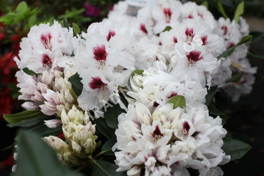 Pěnišník 'Hachmann's Picobello' - Rhododendron 'Hachmann's Picobello'