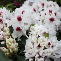 Pěnišník 'Hachmann's Picobello' - Rhododendron 'Hachmann's Picobello'