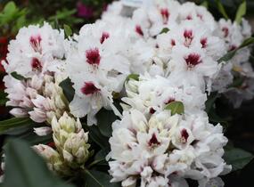 Pěnišník 'Hachmann's Picobello' - Rhododendron 'Hachmann's Picobello'