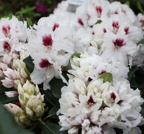 Pěnišník 'Hachmann's Picobello' - Rhododendron 'Hachmann's Picobello'