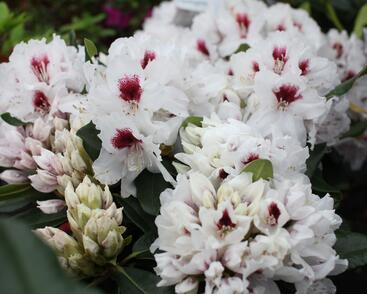 Pěnišník 'Hachmann's Picobello'