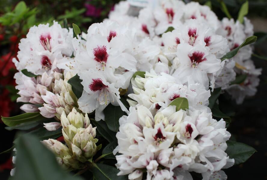 Pěnišník 'Hachmann's Picobello' - Rhododendron 'Hachmann's Picobello'