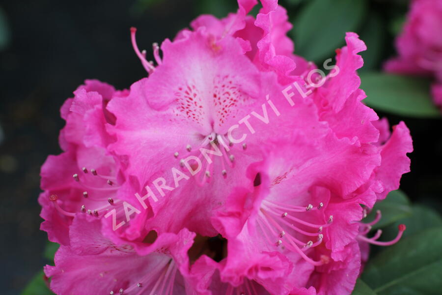 Pěnišník 'Germania' - Rhododendron (T) 'Germania'
