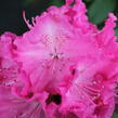 Pěnišník 'Germania' - Rhododendron (T) 'Germania'