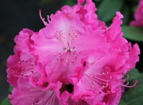 Pěnišník 'Germania' - Rhododendron (T) 'Germania'