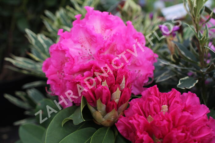 Pěnišník 'Germania' - Rhododendron (T) 'Germania'
