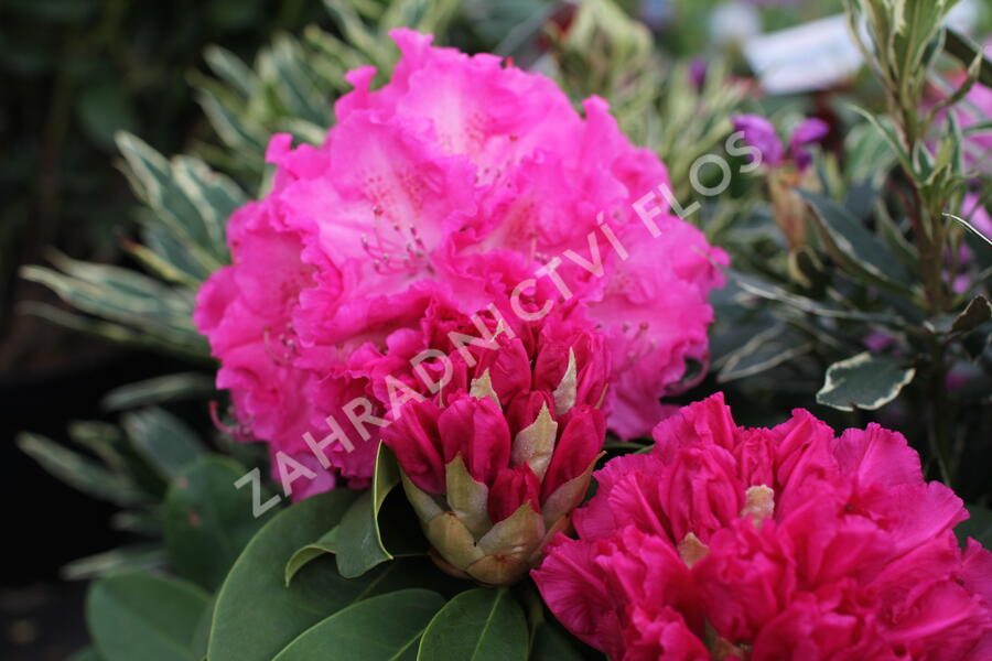 Pěnišník 'Germania' - Rhododendron (T) 'Germania'