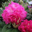 Pěnišník 'Germania' - Rhododendron (T) 'Germania'