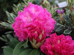 Pěnišník 'Germania' - Rhododendron (T) 'Germania'