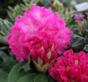 Pěnišník 'Germania' - Rhododendron (T) 'Germania'