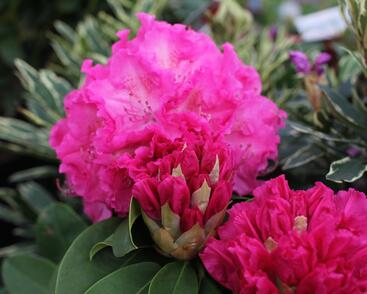 Pěnišník 'Germania'