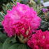 Rhododendron (T) 'Germania'_01.JPG