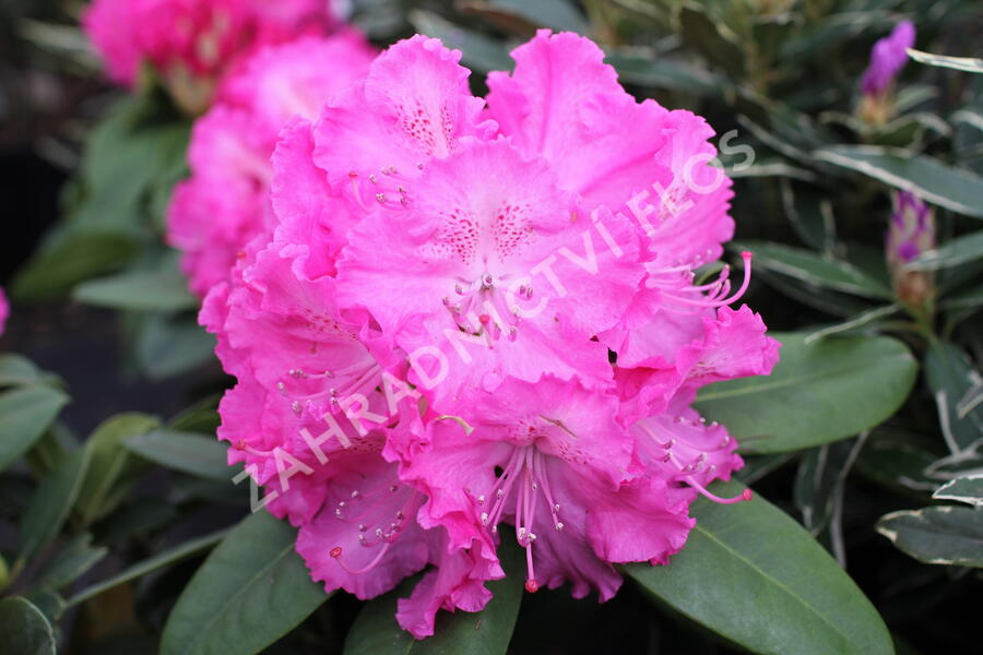 Pěnišník 'Germania' - Rhododendron (T) 'Germania'