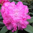 Pěnišník 'Germania' - Rhododendron (T) 'Germania'