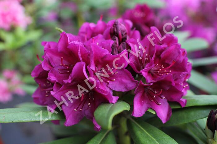 Pěnišník 'Polarnacht' - Rhododendron (T) 'Polarnacht'