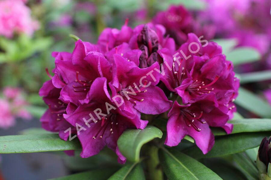Pěnišník 'Polarnacht' - Rhododendron (T) 'Polarnacht'