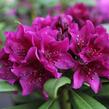Pěnišník 'Polarnacht' - Rhododendron (T) 'Polarnacht'