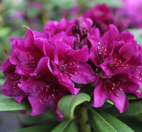 Pěnišník 'Polarnacht' - Rhododendron (T) 'Polarnacht'