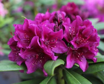 Pěnišník 'Polarnacht'