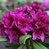 Rhododendron (T) 'Polarnacht'_01.JPG