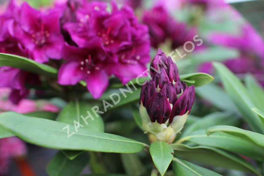 Pěnišník 'Polarnacht' - Rhododendron (T) 'Polarnacht'