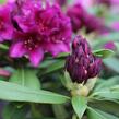 Pěnišník 'Polarnacht' - Rhododendron (T) 'Polarnacht'