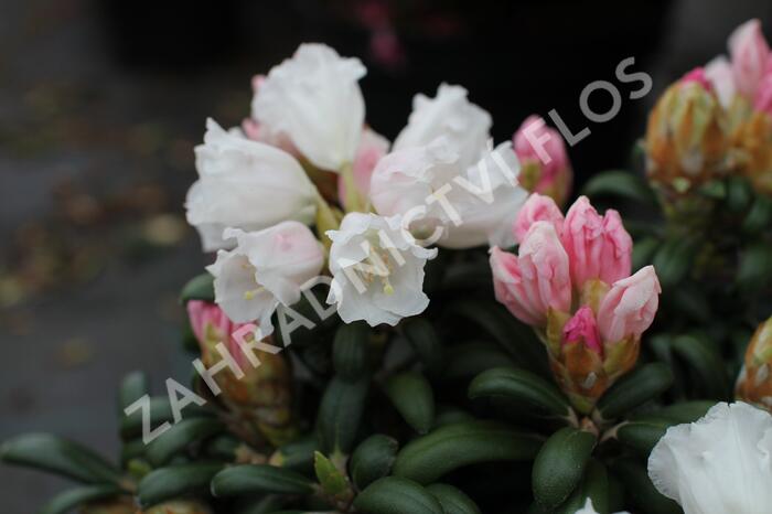Pěnišník 'Schneekissen' - Rhododendron (Y) 'Schneekissen'