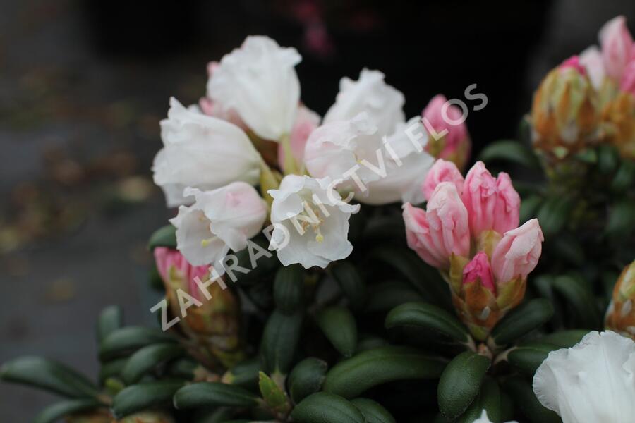 Pěnišník 'Schneekissen' - Rhododendron (Y) 'Schneekissen'