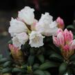 Pěnišník 'Schneekissen' - Rhododendron (Y) 'Schneekissen'
