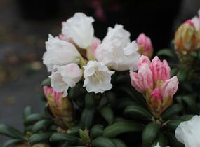 Pěnišník 'Schneekissen' - Rhododendron (Y) 'Schneekissen'