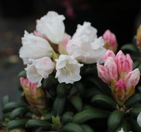 Pěnišník 'Schneekissen' - Rhododendron (Y) 'Schneekissen'