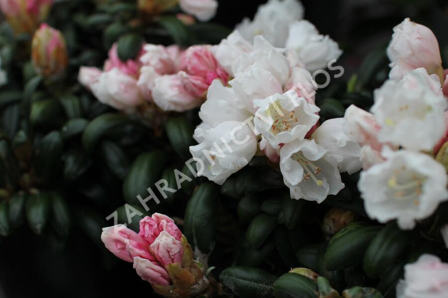 Pěnišník 'Schneekissen' - Rhododendron (Y) 'Schneekissen'