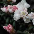 Pěnišník 'Schneekissen' - Rhododendron (Y) 'Schneekissen'
