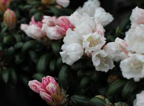 Pěnišník 'Schneekissen' - Rhododendron (Y) 'Schneekissen'