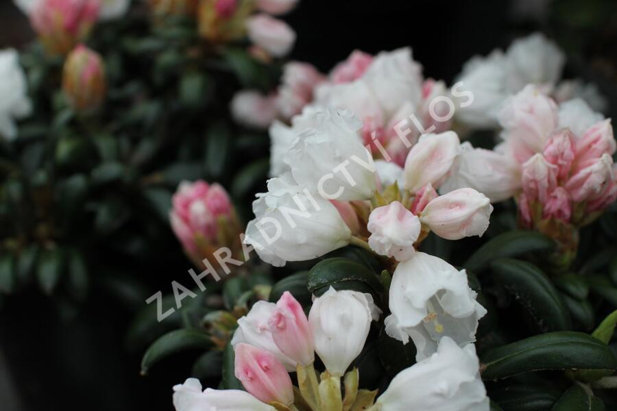Pěnišník 'Schneekissen' - Rhododendron (Y) 'Schneekissen'